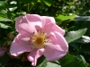 2008-07-01 016.jpg